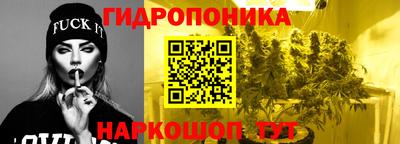 шишки Будённовск